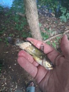 Black Bullhead