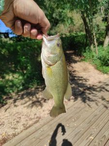 Largemouth Bass