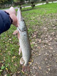 Northern Pike