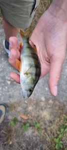 European Perch