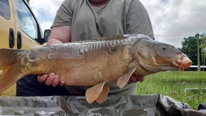 Mirror Carp