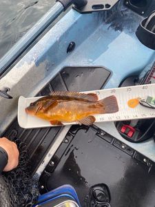 Ballan Wrasse