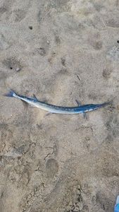 Needlefish