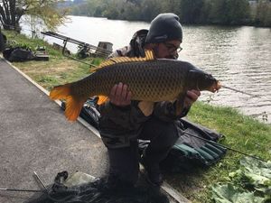 Common Carp