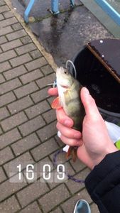 European Perch
