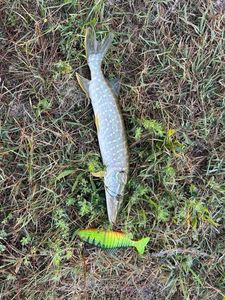 Northern Pike