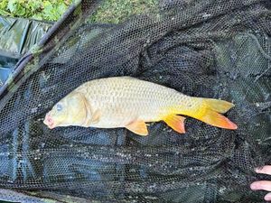 Common Carp