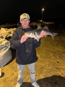 European Bass (Seabass)
