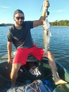 European Bass (Seabass)