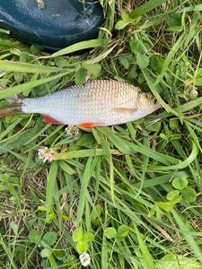 Crucian Carp