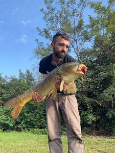 Common Carp