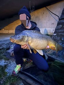 Mirror Carp