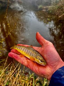 Brown Trout