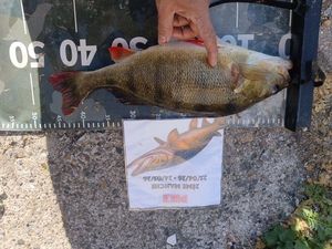 European Perch