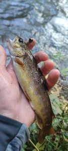 Brown Trout