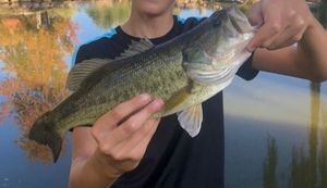 Largemouth Bass