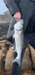 European Bass (Seabass)