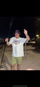 European Eel (Common Eel)