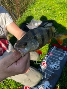 European Perch