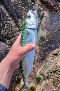 Mackerel
