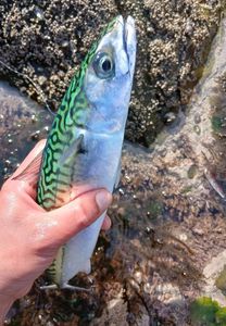 Mackerel