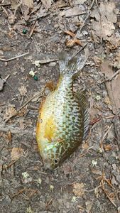 Green Sunfish