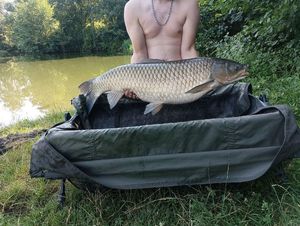 Grass Carp