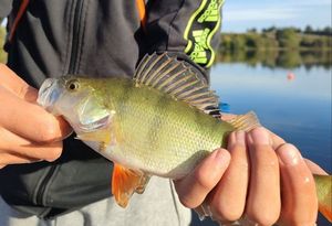 European Perch