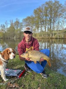 Common Carp