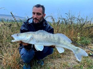 Zander