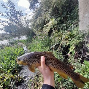 Brown Trout