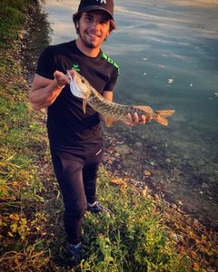 Northern Pike