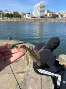 Round Goby