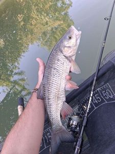 Chub
