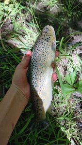 Brown Trout