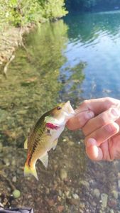 Largemouth Bass