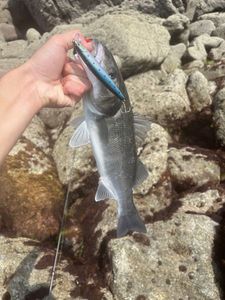 European Bass (Seabass)