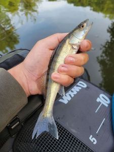 Zander