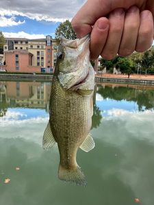 Largemouth Bass