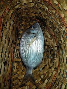 Common Two-Banded Seabream