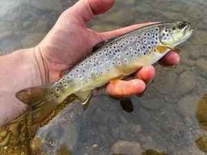 Brown Trout