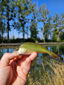 European Perch