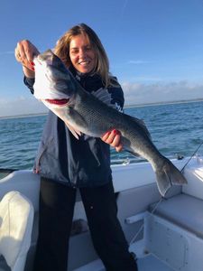 European Bass (Seabass)