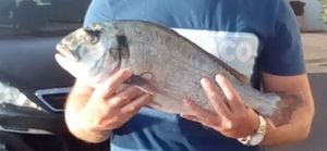 Gilthead Seabream