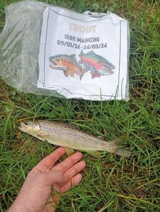 Brown Trout