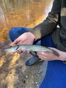 Chain Pickerel