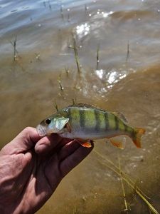 European Perch