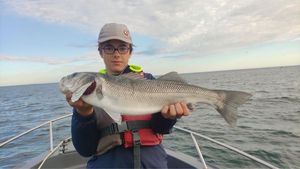 European Bass (Seabass)