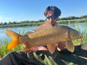 Common Carp