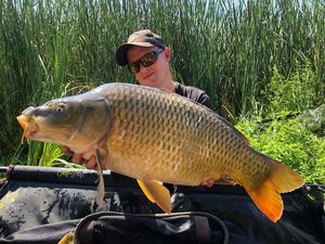 Common Carp